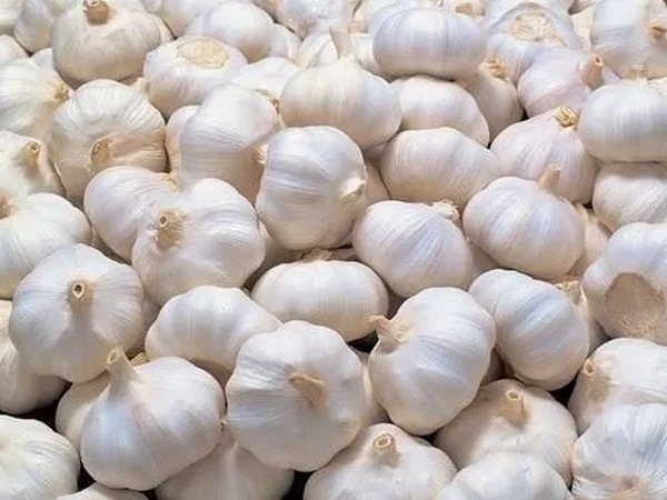 Fresh Garlic